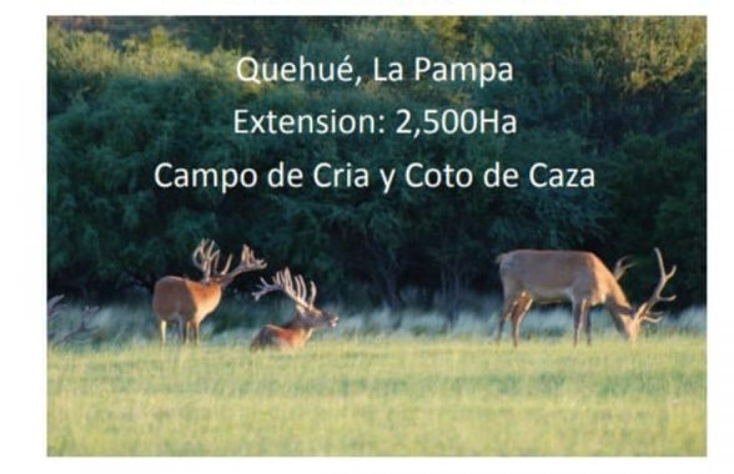 Foto Campo en Venta en Quehue, La Pampa - pix1169601294 - BienesOnLine